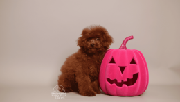 Kelly Cherry red chinese toy