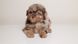 LUCILE — CHOCOLATE MERLE