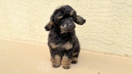 CARLOS BLACK PHANTOM TOY–MINI