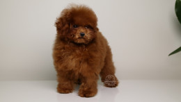 DIVA – DARK RED TEDDY TOY