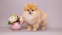 Valentina