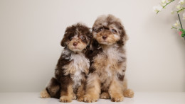 LUELLA DARK CHOCOLATE MERLE