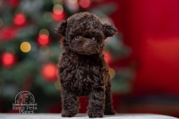 Amore Dark Chocolate Toy