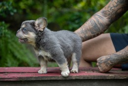 LUFFY  LILAC & TAN FLUFFY