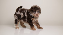 LINDSEY — DARK CHOCOLATE MERLE