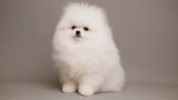 ARIA SNOW WHITE TEDDY BEAR POM