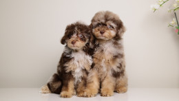 LUCILE — CHOCOLATE MERLE