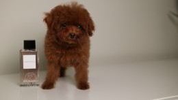 Happily Homed- Giselle 