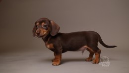 Alfie AKC Mini Dachshund