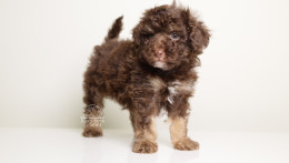 LUCIAN — CHOCOLATE PHANTOM MALE WITH WHITE POINTS