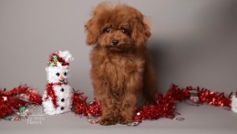 ROMEO  DEEP CHERRY RED TEACUP TOY POODLE