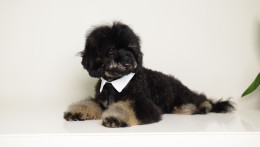 CARLOS BLACK PHANTOM MINI