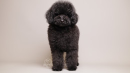 Benji Black Toy poodle