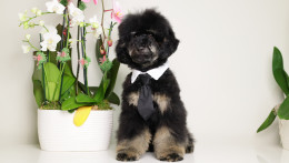 CARLOS BLACK PHANTOM MINI