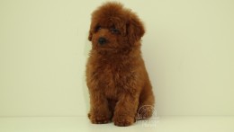 LouLou cherry red Toy poodle
