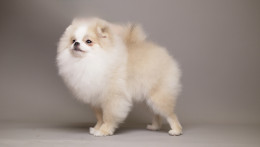 AMELIE — CREAM WHITE PARTI TEDDY BEAR POM