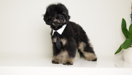 CARLOS BLACK PHANTOM MINI