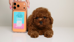 CHRISTIAN DIOR MAHOGANY RED MALE