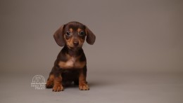 Alfie AKC Mini Dachshund
