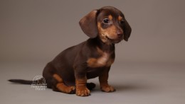 Alfie AKC Mini Dachshund