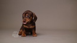 Alfie AKC Mini Dachshund