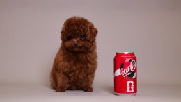TORRENCE  MAHOGANY RED TOY POODLE