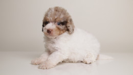 LOKI — WHITE TRICOLOR MERLE MALE