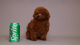 TARIX Tiny Red Toy Poodle