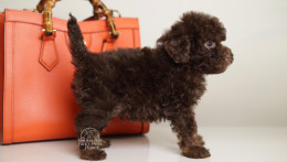 LUCAS — CHOCOLATE PHANTOM MALE WITH BLUE EYES