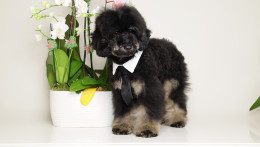 CARLOS BLACK PHANTOM MINI