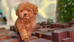 Happily Homed - TEACUP MARY