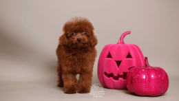 Kelly Cherry red chinese toy