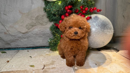 Happily Homed - TEACUP MARY