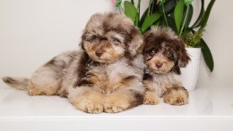 LUELLA DARK CHOCOLATE MERLE