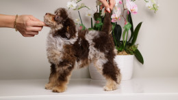 LUELLA DARK CHOCOLATE MERLE