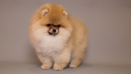 RICHARD — LIGHT ORANGE TEDDY BEAR