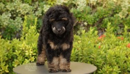 CARLOS BLACK PHANTOM TOY–MINI