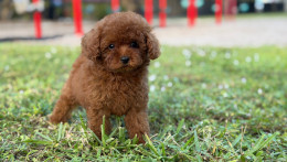 Happily Homed- Chanel 