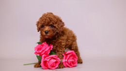 Ruby