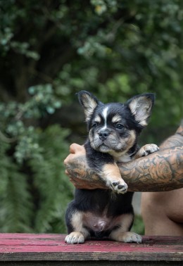 ZORO TRICOLOR BLACK & TAN Frenchie