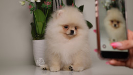 REINA – TINY Teacup  Pomeranian