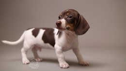 Darvin AKC Mini Dachshund