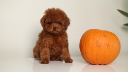 Happily Homed-JULIET 