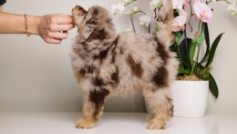 LUCILE — CHOCOLATE MERLE