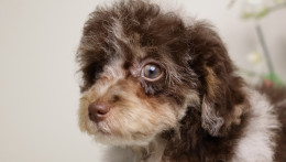 LUELLA DARK CHOCOLATE MERLE