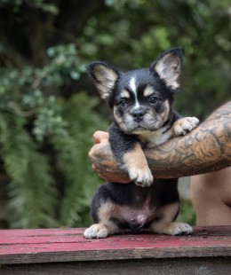 ZORO TRICOLOR BLACK & TAN Frenchie