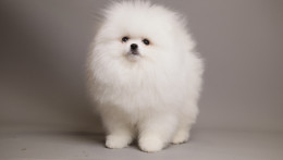 ARIA SNOW WHITE TEDDY BEAR POM