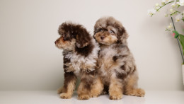 LUELLA DARK CHOCOLATE MERLE