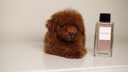 Happily Homed- Giselle 