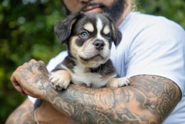 SANJI TRICOLOR COCO & TAN AKC 